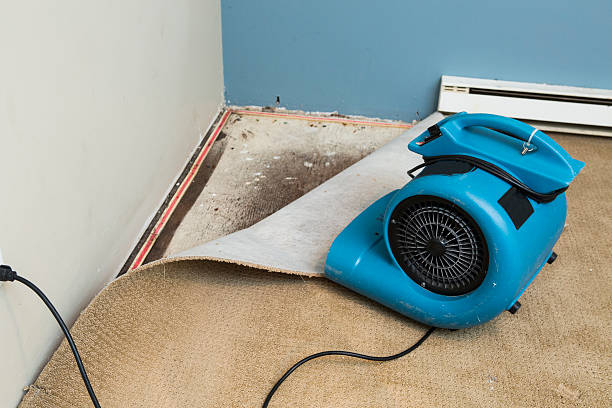 Best Basement water damage restoration  in Bemidji, MN